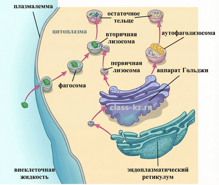 Схема образования лизосом: первичные, вторичные, остаточные тельца