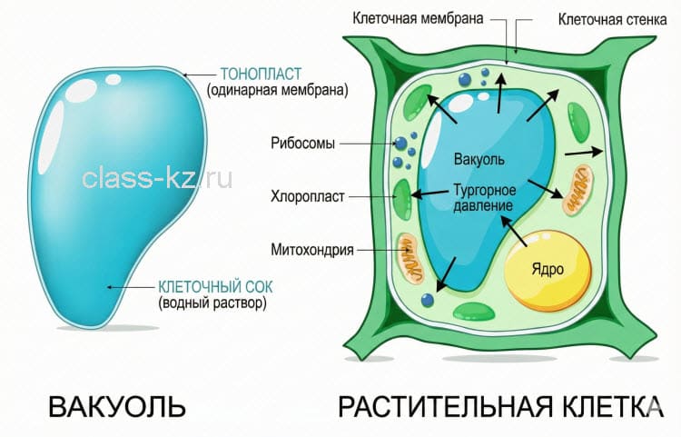 Центральная вакуоль, клеточный сок и тонопласт