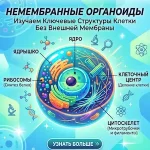 немембранные-органоиды
