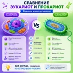 сравнение-эукариот-и-прокариот-класс-кз