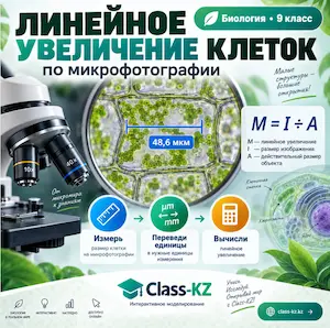линейное-увеличение-клеток-класс-кз